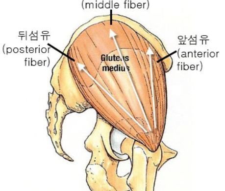 has different types of fibers:- Anterior fibers = Internal rotation, abduction- Posterior fibers = Abduction, external rotation, extensionIt’s also active throughout much of gait and running.In gait, the pelvis moves around a fixed leg that is in the ground.