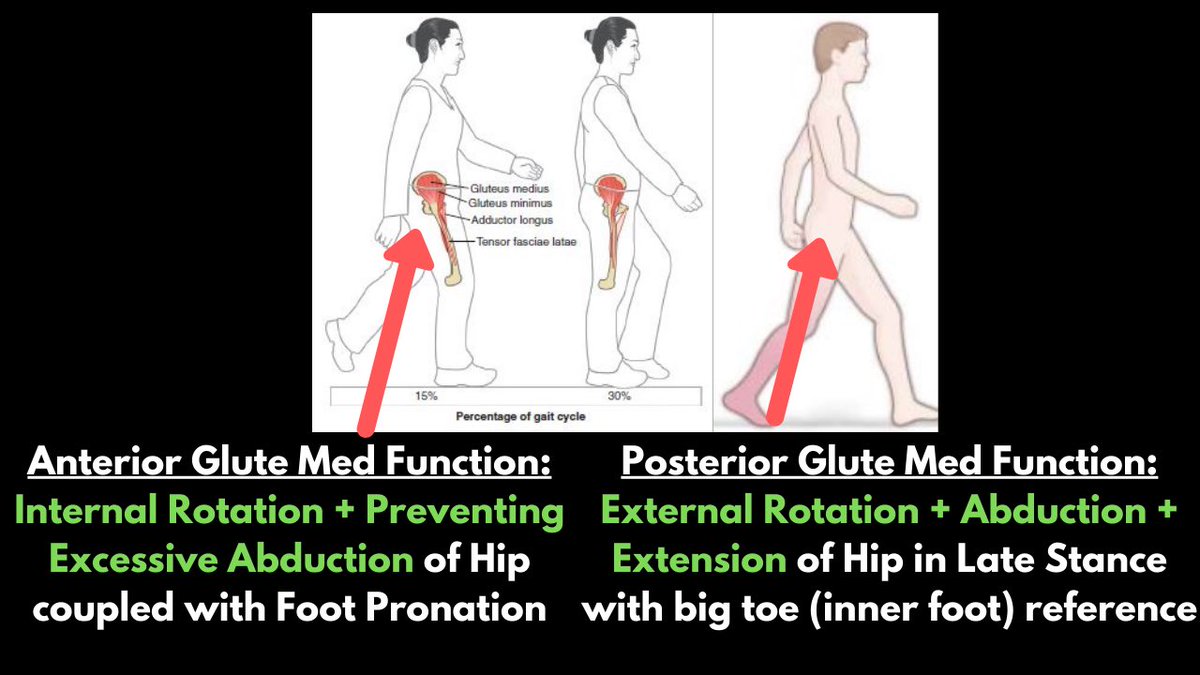 As the pelvis moves over the femur in mid-stance, the glute med and other hip internal rotators like the TFL position the pelvis directly over the femur, and prevents the pelvis from excessively falling out to the side.During this phase, the opposite leg is swinging through.