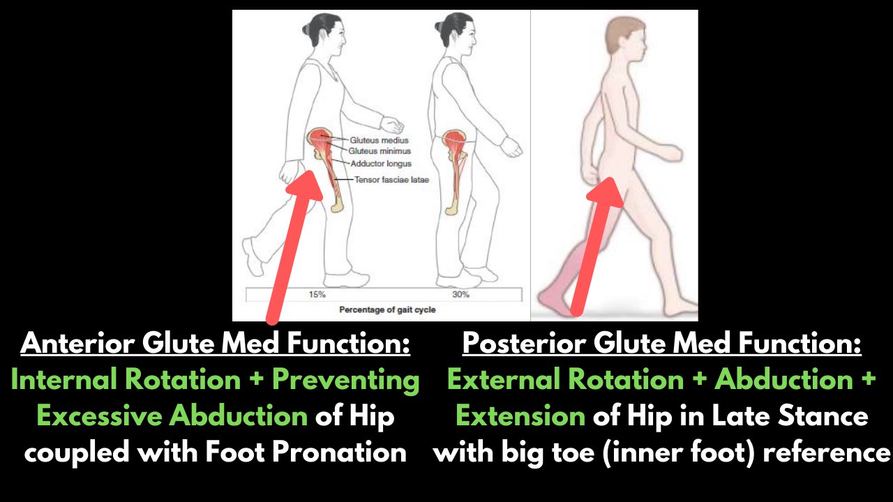 Hip Internal Rotation During Gait 3 MUST DO Hip Internal Rotation