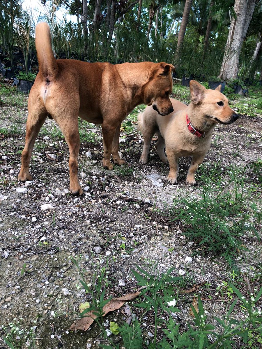 josedlujan's tweet photo. Se busca a Hercules, se perdio por la zona de rancho viejo algunas semanas atras, se ofrecen $10,000 mxn de recompensa. Favor de comunicarse a 9981523626 me ayudan gente de Cancún @VivoEnCancun https://t.co/1E2D6cK94Z