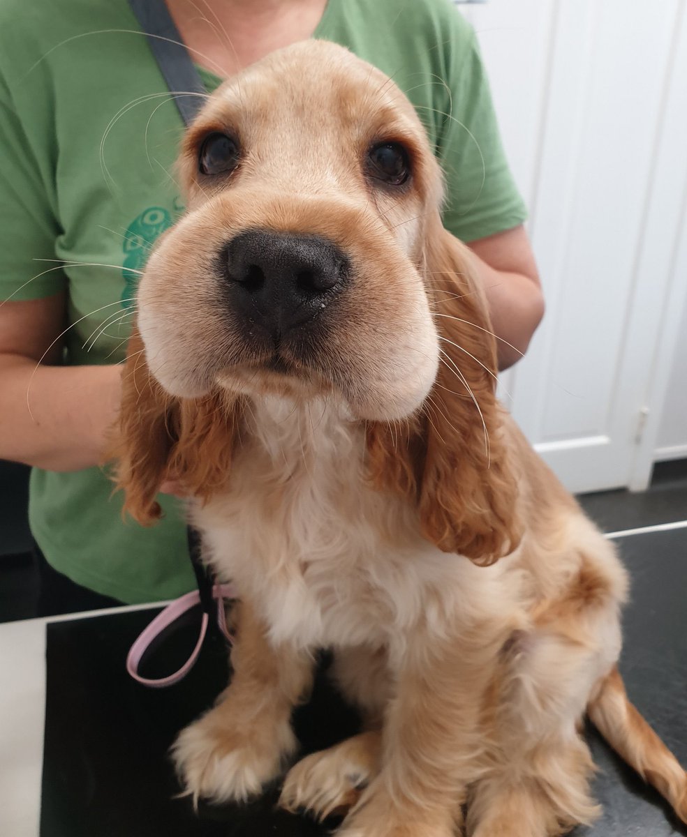 dog_rates's tweet image. This is Sonja. In her defense, nobody explicitly told her bees aren’t snacks. 13/10 would boop but gently