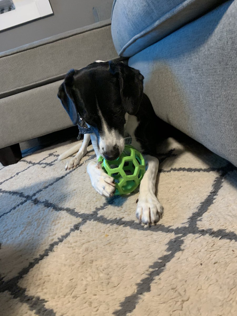 Penny and I got our first surprise gifts from our Secret Pal! She’s too busy playing with her new toy to pose for the picture 🐶💛🖤