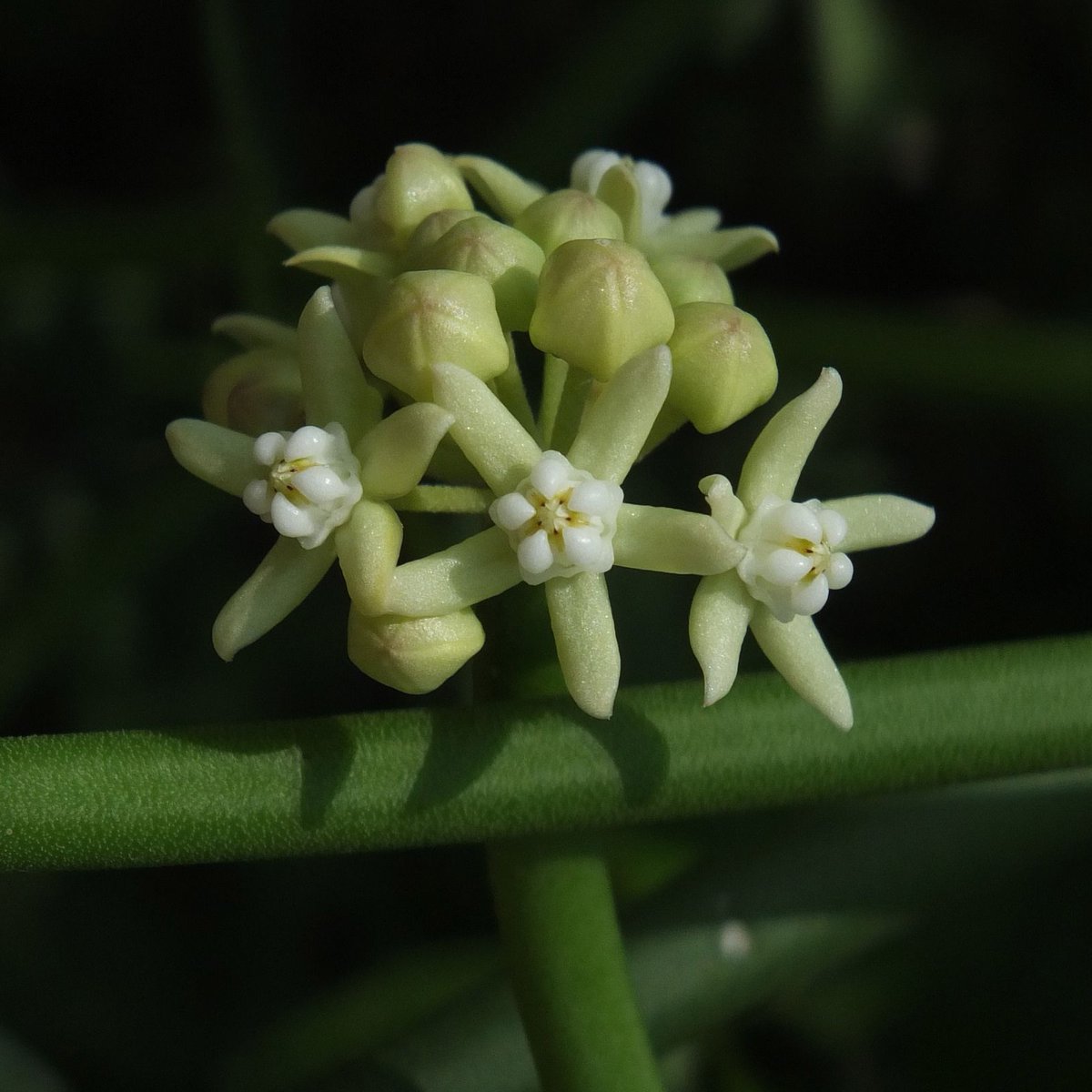 The Pūtīka is postulated to be Sarcostemma acidum/brevistagma, which is an endangered species and not characterized as a hallucinogenic. It is a medicinal plant described in great detail in Ayurveda. http://impactfactor.org/PDF/IJPPR/6/IJPPR,Vol6,Issue4,Article4.pdf