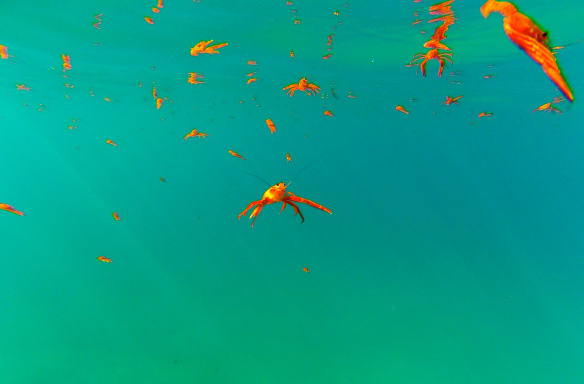 CIMI_Science's tweet photo. #TBT Back when those Pelagic Red Crabs where everywhere! Seemed like you couldn't fo for a #snorkel or look down from the pier and NOT see them. So many birds and fish came to feed on them too. It was like a scene right out of @blueplanet.
#cimiscience #pelagicredcrab #tunacrab https://t.co/S5t1tsojqa
