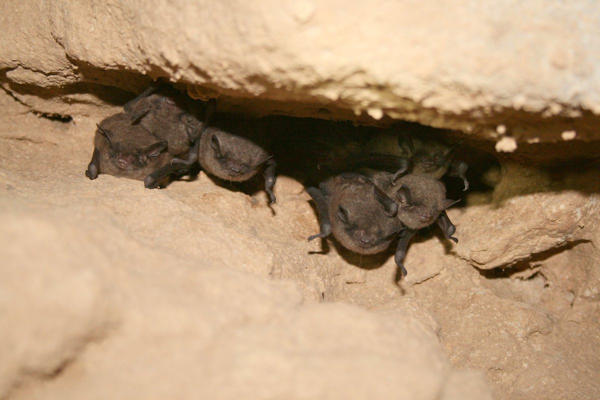 greatparks's tweet photo. 5 Bat Myths: Some rumors about these awesome pollinators are absolutely BATTY! For Bat Week, learn a little more about the fascinating night creatures on our blog: https://t.co/vL6UGNYIql https://t.co/WzzZyyRivb
