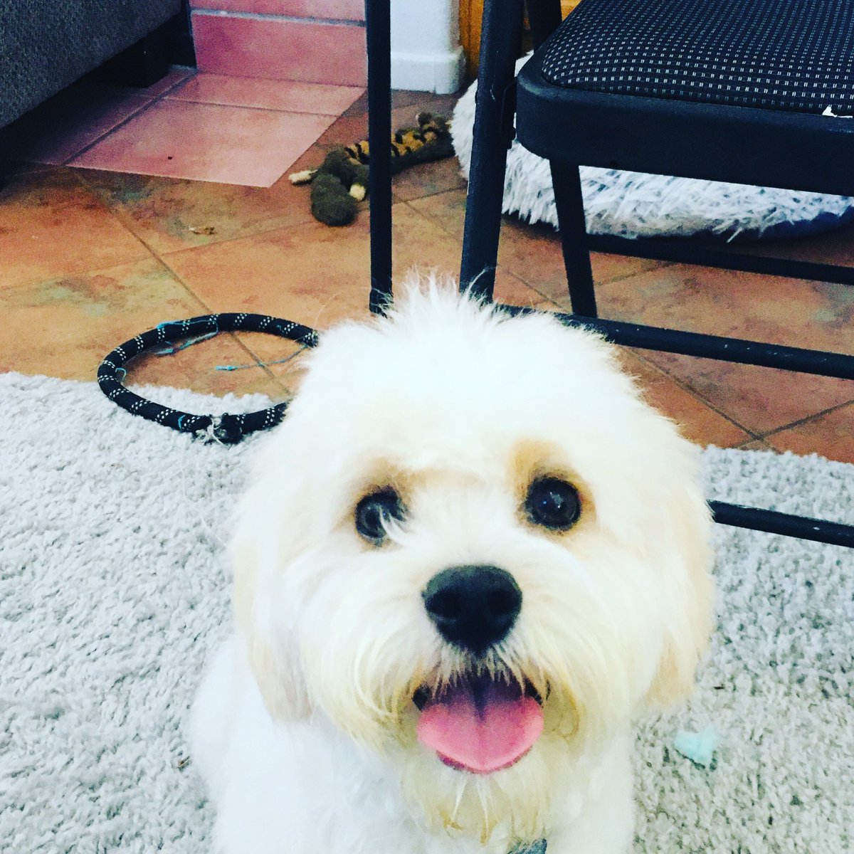 My puppies Marley and Hans were groomed today!! #cavachon  #cavachonpuppy #cute #cutepuppy #cutepuppies #adorableanimals #adorablepup #adorable