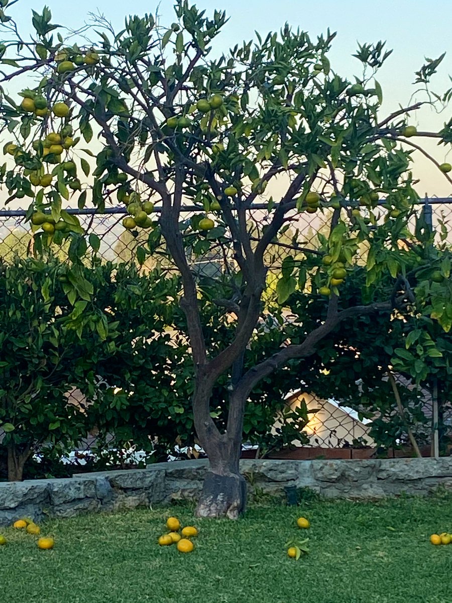 jennyaamaya's tweet photo. My beautiful tangerine ๐ tree is ready ~ Yummmyyy! ๐#lovefallseason https://t.co/zd2a8DVlef