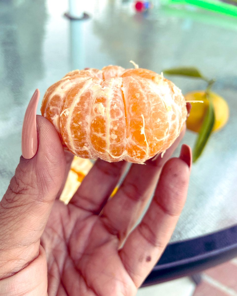 jennyaamaya's tweet photo. My beautiful tangerine ๐ tree is ready ~ Yummmyyy! ๐#lovefallseason https://t.co/zd2a8DVlef