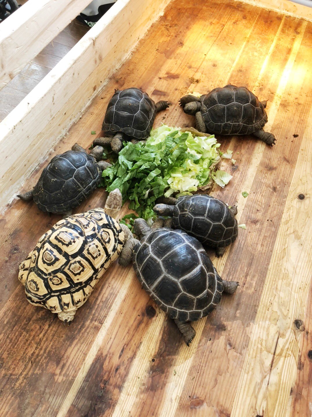 爬虫類専門店 天 全ての子が成長線バッチリでてだいぶ丸々に育ってきています これだけの数から選べるのは中々ないと思います クオリティも値段も多数から選べますので是非 お迎えお待ちしております 今週末はアルダブラゾウガメも大特価でやります