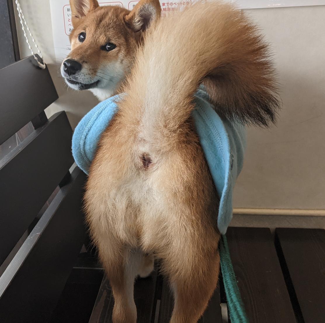 てっこ ฅ۶ ﻌ むぎ61日目 朝から爪切りに病院来たよu ェ U 柴犬さんは爪切り嫌がる子が多いんだって むぎは全然マシって褒められたよ 笑笑 最後にセクシーショットを 柴犬むぎ 爪切り いぬのきもち 犬部ベストショット てっこ ฅ۶ ﻌ むぎ61日目 朝から爪切りに病院来たよu ェ U 柴犬さんは爪切り嫌がる子が多いんだって むぎは全然マシって褒められたよ 笑笑 最後にセクシーショットを 柴犬むぎ 爪切り いぬのきもち 犬部ベストショット