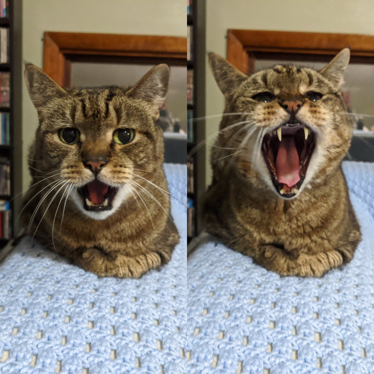 7heads_10crowns's tweet photo. National Cat Day 🦁
#housepanther #littlemountainlion #couchtiger #pickles #mcbutterpants #littermittens #grittykitty #fatcat #kingstring #saggybaggykitty https://t.co/b41CjptmP1