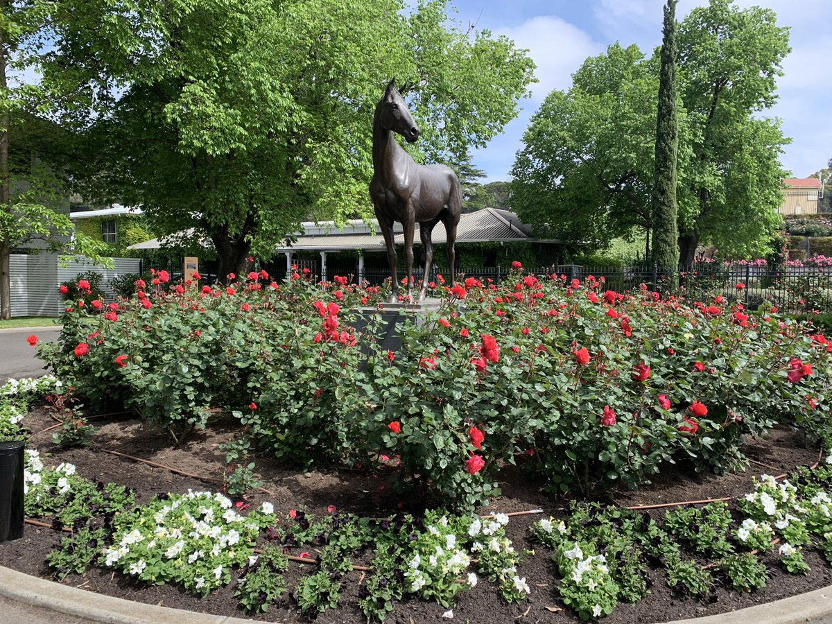 katewatts_'s tweet image. There’s 16,000 rose bushes at Flemington and following this year’s Melbourne Cup Carnival the flowers will be made into bouquets and distributed to frontline health and emergency workers 🌹@racing