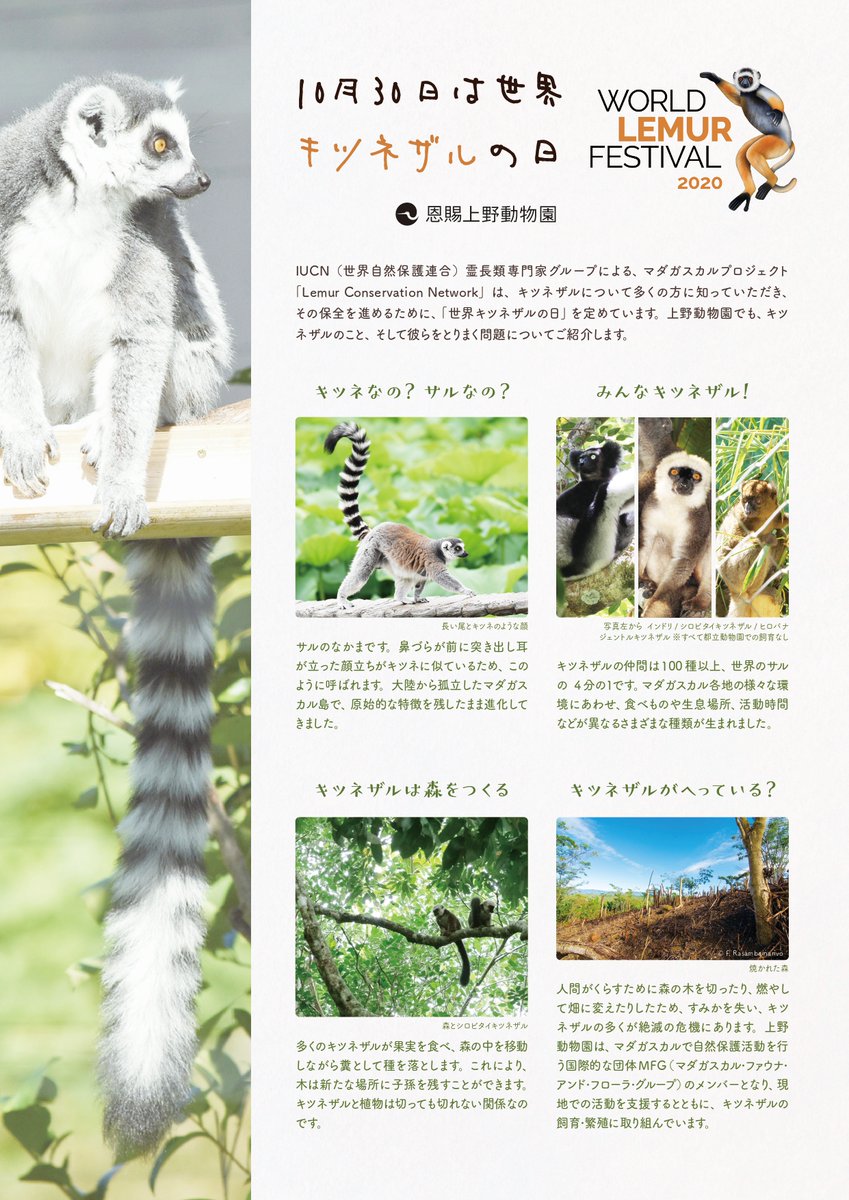 ハロウィンセール　マダガスカルのキツネザル アート作品 10月の最終金曜日は #世界キツネザルの日 世界自然保護連合（IUCN
