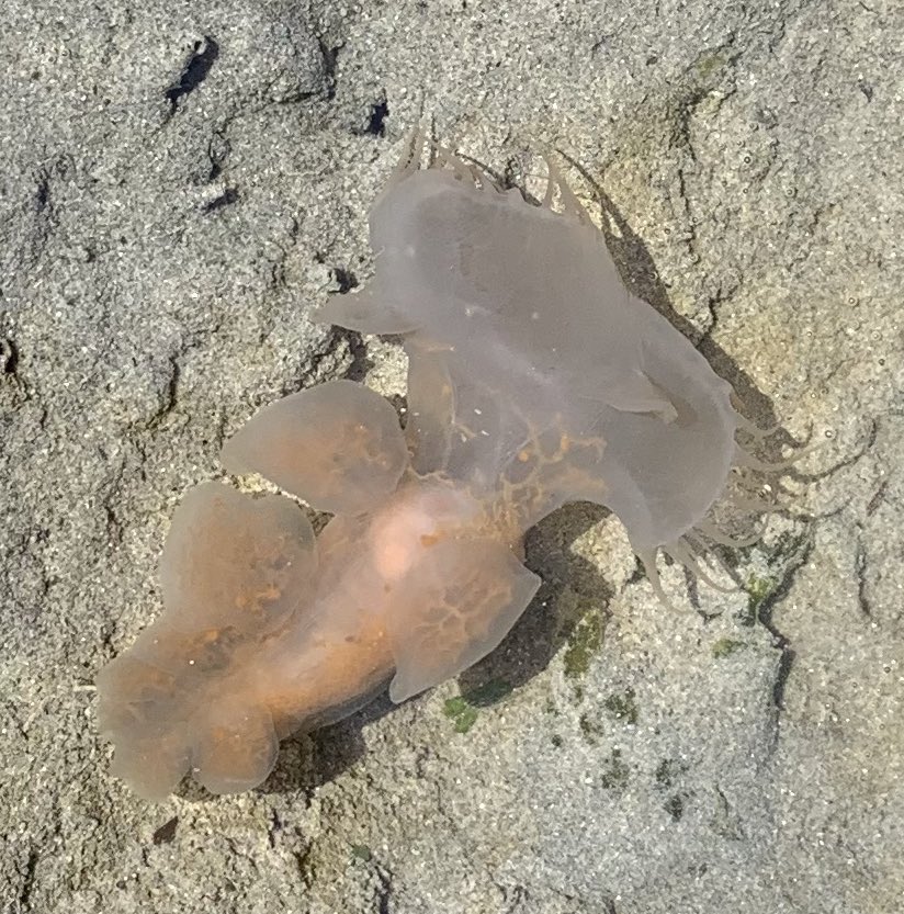 Madeleine Abbott tweet media