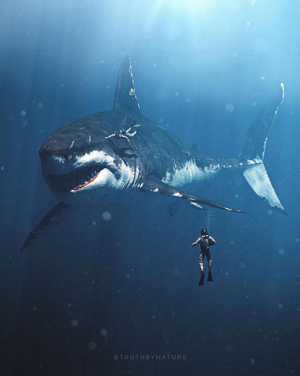 SeaLifeRescue's tweet photo. What are you doing if you saw this?😵
🎨|| @truthbynature
  #deepsea #whiteshark #seacreatures #creatures
#underwater #underwaterphotography #underwaterworld #underwaterlife #underwaterphotographer #diving #divinglife #divingtrip #divingphoto #divingphotography https://t.co/rBTcCMbyKs