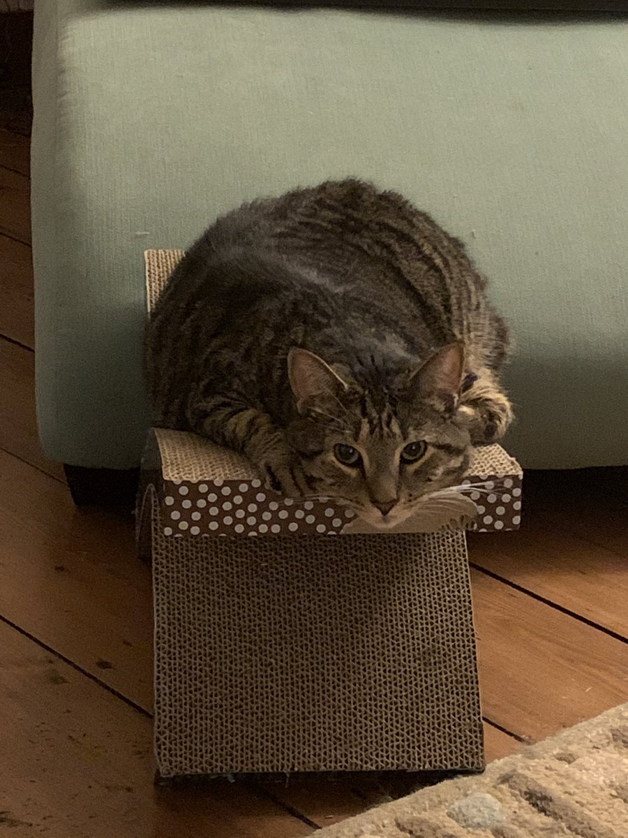 Samrx1848's tweet photo. Happy National Cat Day to this little psycho. #alexander #CatDay https://t.co/CWZPHFdlnw