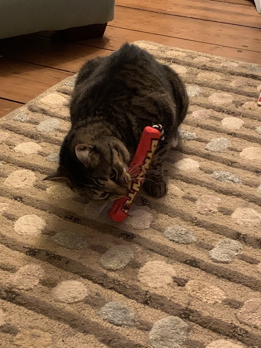Samrx1848's tweet photo. Happy National Cat Day to this little psycho. #alexander #CatDay https://t.co/CWZPHFdlnw
