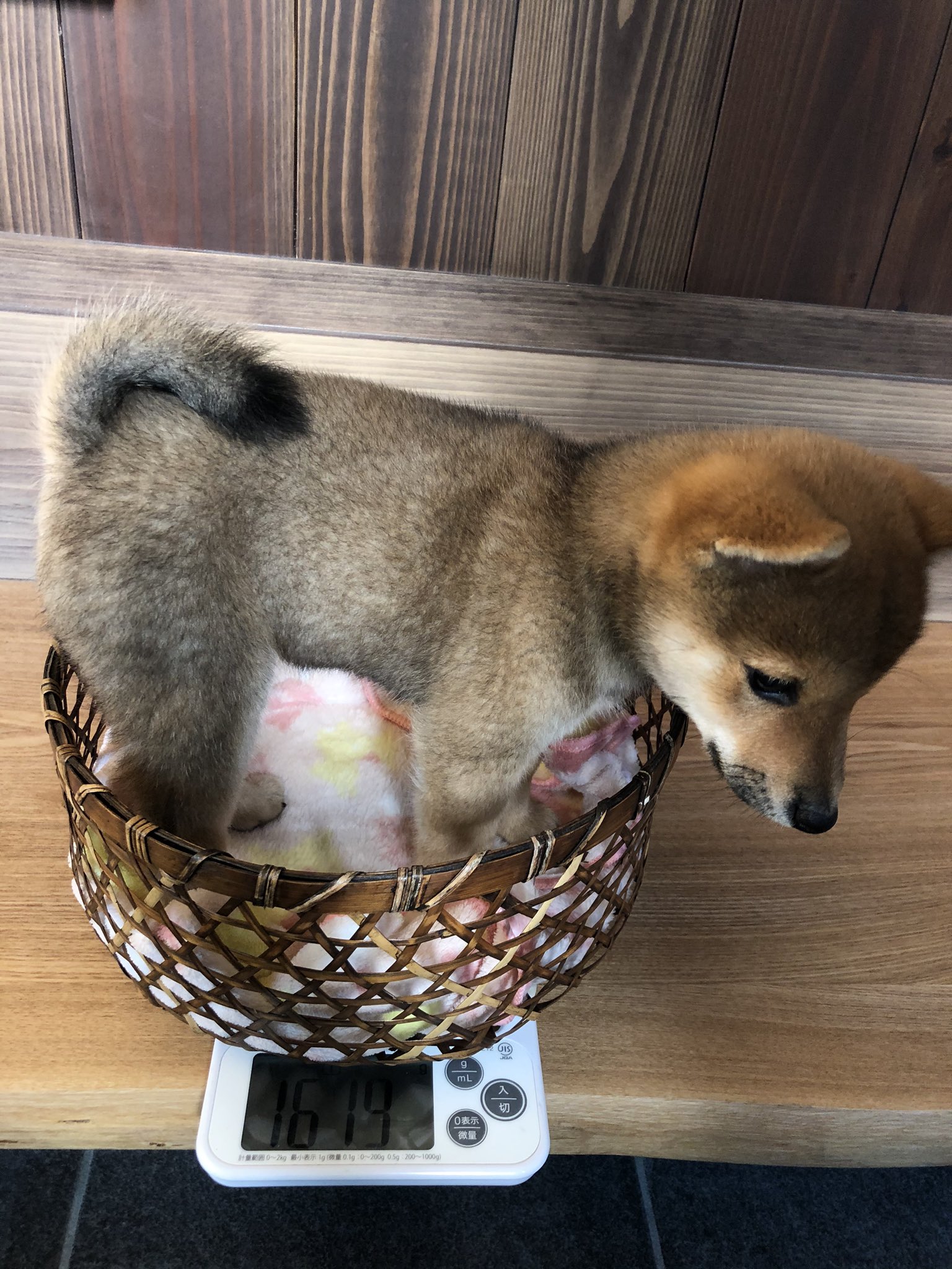 胡麻柴 キツネリス柴 くぬぎ日記 土間犬 今日のくぬ 日目 体重測定 もっと増えてると思ったけど意外にも増えていない ご飯が足りないかなぁ そして子犬ってかなり寝るようだけど あんまり寝てくれない 柴犬 胡麻柴 Shibainu Shibadog