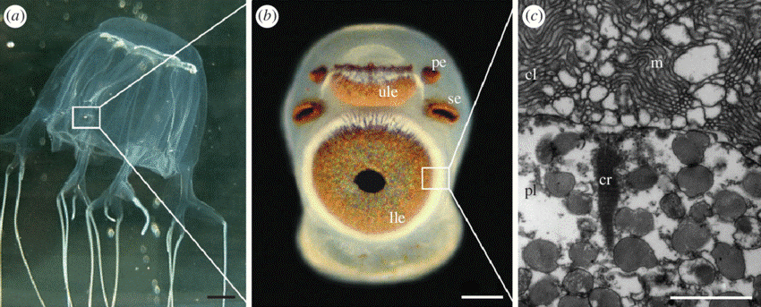 GTFNQ's tweet photo. Some Jellyfish have eyes, the box jellyfish have 24 eyes of four different types, some of the eyes see light levels and others can detect colour and object size. This allows them to make out images that helps with detecting prey. https://t.co/sNQJP2WMV2