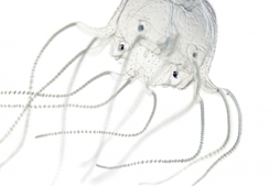 GTFNQ's tweet photo. Some Jellyfish have eyes, the box jellyfish have 24 eyes of four different types, some of the eyes see light levels and others can detect colour and object size. This allows them to make out images that helps with detecting prey. https://t.co/sNQJP2WMV2