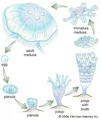 GTFNQ's tweet photo. Jellyfish fact of the week  

Jellyfish reproduce both sexually and asexually. One generation (the medusa) reproduces sexually, and the next generation (the polyp) reproduces asexually. Immortal and if split with become two jellies https://t.co/A78d2JQtmM