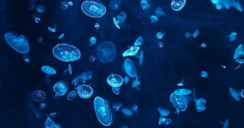 GTFNQ's tweet photo. Jellyfish fact of the week  

Jellyfish reproduce both sexually and asexually. One generation (the medusa) reproduces sexually, and the next generation (the polyp) reproduces asexually. Immortal and if split with become two jellies https://t.co/A78d2JQtmM