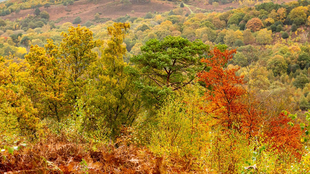 Autumn colour at Hindhead, Surrey, England.
#Surrey #England #NationalTrust #autumn #autumncolours #fall #landscape #landscapephotography #Travel #travelphotography #photo #photography #photooftheday #FridayVibes https://t.co/fjbSjQLfoa