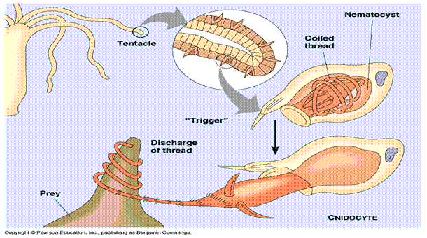 GTFNQ's tweet photo. A sting from a jellyfish occurs when the tentacles touch the human skin. The cell, nematocytes shoot poisons into the skin. The severity of the sting depends on how much of the tentacle touches the skin and what species of jellyfish is. https://t.co/d3cRqKx4BS