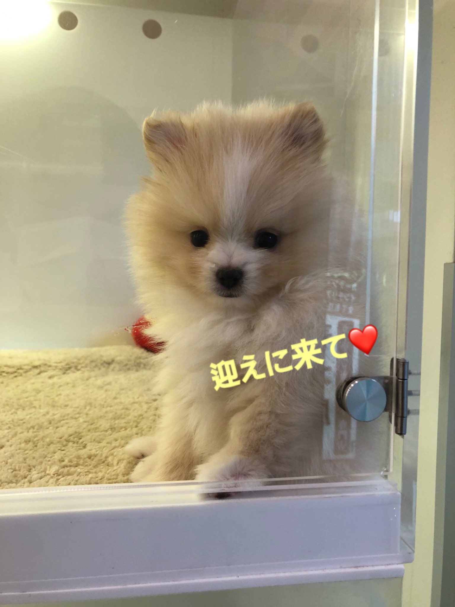ポメラニアンのコハク 来週迎えに行く予定です 早く会いたいね 千田久子 ポメラニアン 愛犬 ペット 可愛い 癒し 犬のいる生活 小型犬 小犬 子犬 鬼滅の刃 鬼滅 無限列車 もふもふ ふわふわ フワちゃん アイドル犬 T Co