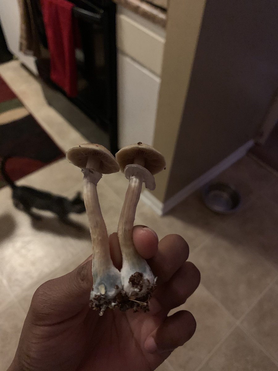 breechillaf's tweet photo. Awww twins 🤗 #shrooms https://t.co/zIeNmIKDuY