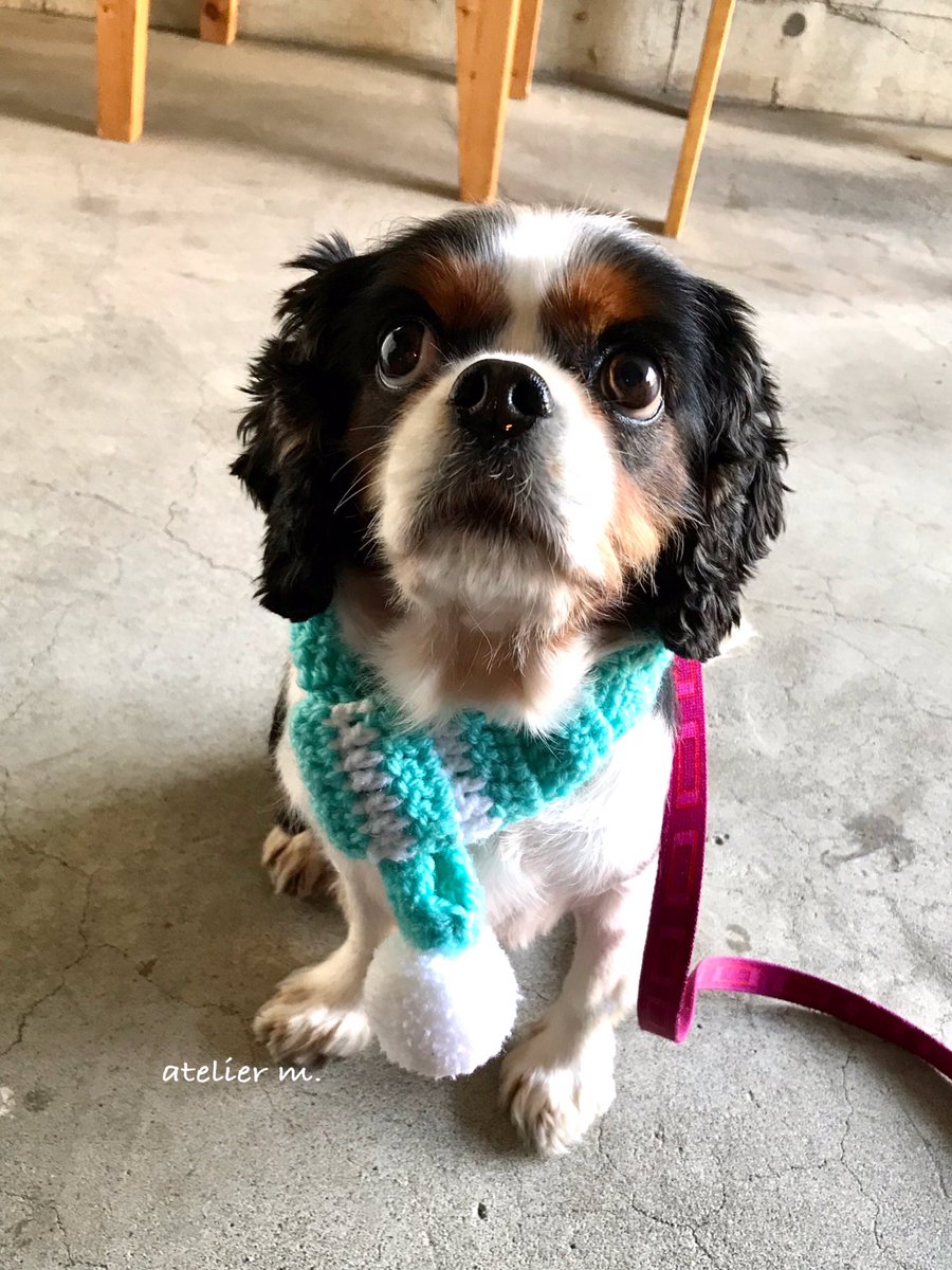 Atelier M Handmade ティファニーブルーの毛糸でマフラー 控えめな大人なお姉さんと まだまだ遊びたい弟くん 可愛い二人にぴったりでした いつみても二人の表情にニヤついてしまう私 マフラー 犬 キャバリア Dogaccessory 毛糸 手作り