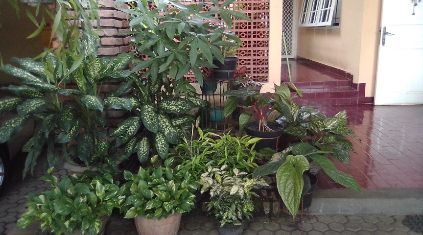 PapahEK0's tweet photo. Berasa adem aja kalo ngeliat tanaman hasil merawat sendiri 😁
#OmEko https://t.co/6vmjSlKKtt