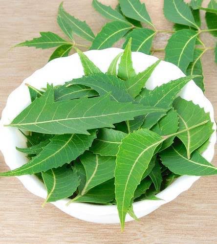 Neem is called Sarvo Roga Nivarini – the cure of all ailments. The entire tree is full of benefits. Briefly:Neem Leaves: Used in treatment of eye disorders, leprosy, intestinal worms, acne, feverNeem bark: for stomach ulcers, skin ailments, malaria, fever and general body ache.