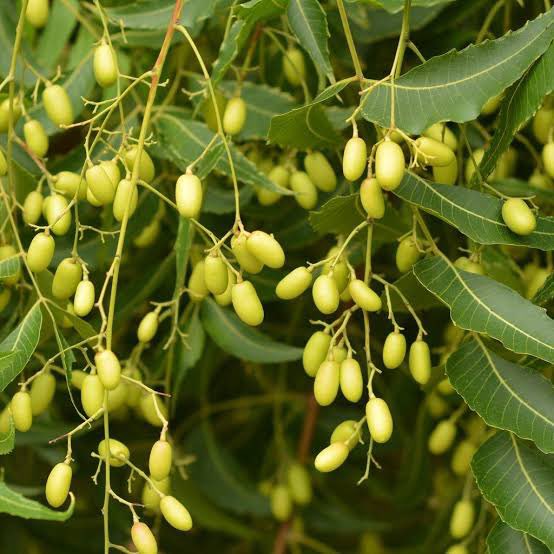 Flowers: to reduce the bile production in the body, reduce phlegmNeem Twigs: Effective in treating cough, asthmaNeem Seeds: in the treatment of intestinal worms and leprosyThe stem, root bark, and fruit are used as a tonic and astringent.