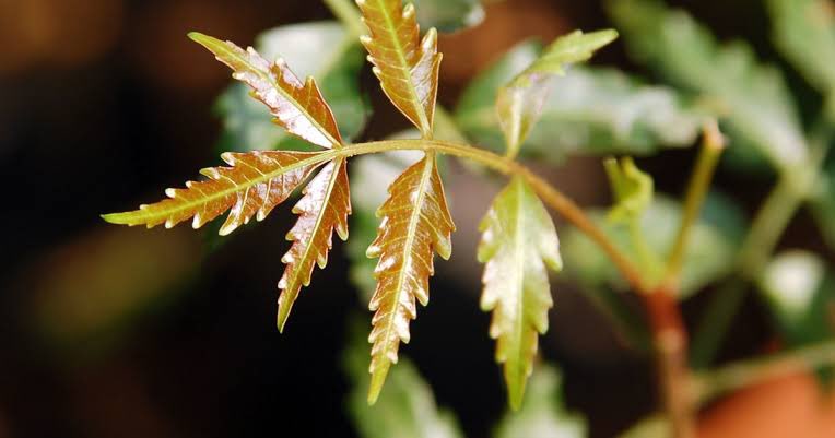 Neem tree is used in the test of truth-speaking in some tribes. Sangam Tamil literature says that if someone speaks a lie under the Neem tree, it would wilt and wither away. @harshasherni  @desi_thug1  @InfoVedic