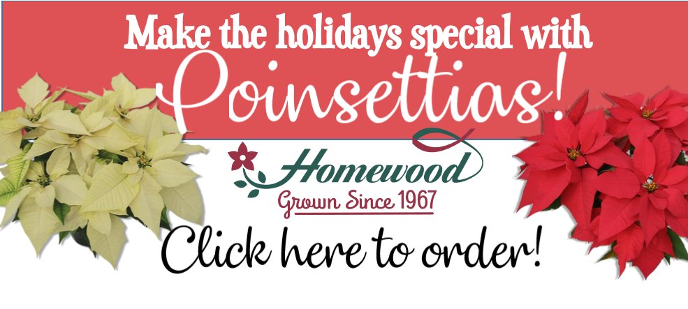Be the blessing who ends 2020 on a great note for a friend or family member! Click the link below to order some poinsettias and make someone smile during the holidays! <a href="/Lead_Mine_PTA/">Lead Mine PTA</a> <a href="/Lead_Mine/">Lead Mine Elementary</a> <a href="/WCPSS/">Wake County Public School System</a>  leadmine.memberhub.store/shopping/items…