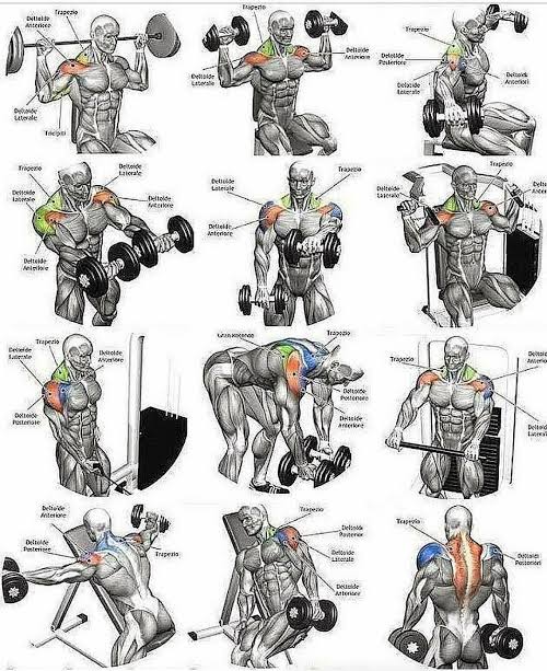 shoulder exercises chart