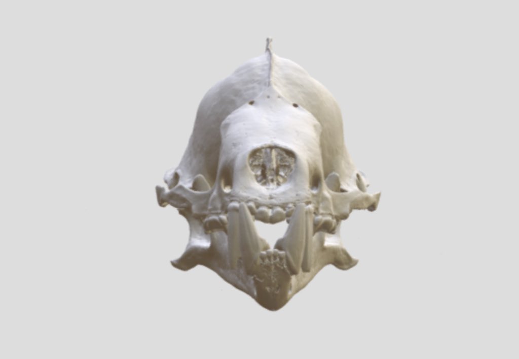 noe_delasancha's tweet photo. More #FuncQEE #Halloween #bats Vampyrum spectrum (MSB:Mamm:37722) #3D https://t.co/fm0qfIhVup @sketchfab @codythompson51 @davidcblackburn @bryansmclean @ChicagoState @ChiStateArchive @ChicagoStateBio @UMichEEB @UF @nsf @sketchfab @academicchatter #STEM https://t.co/2SlfIowkkj