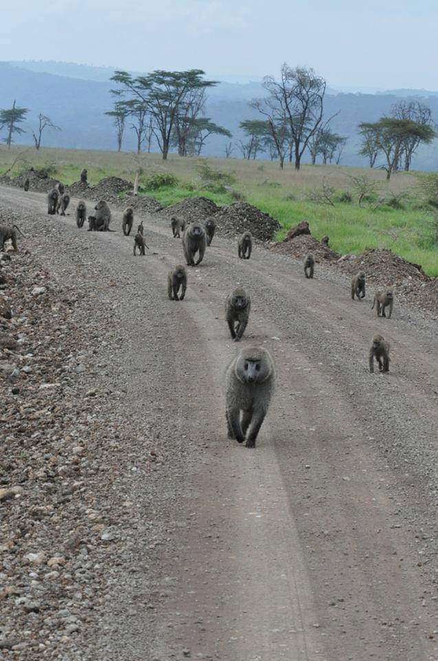 KWSKenya's tweet image. What is the name given to a group of baboons? #SpotSnapShare #IAmTheConservationGeneration