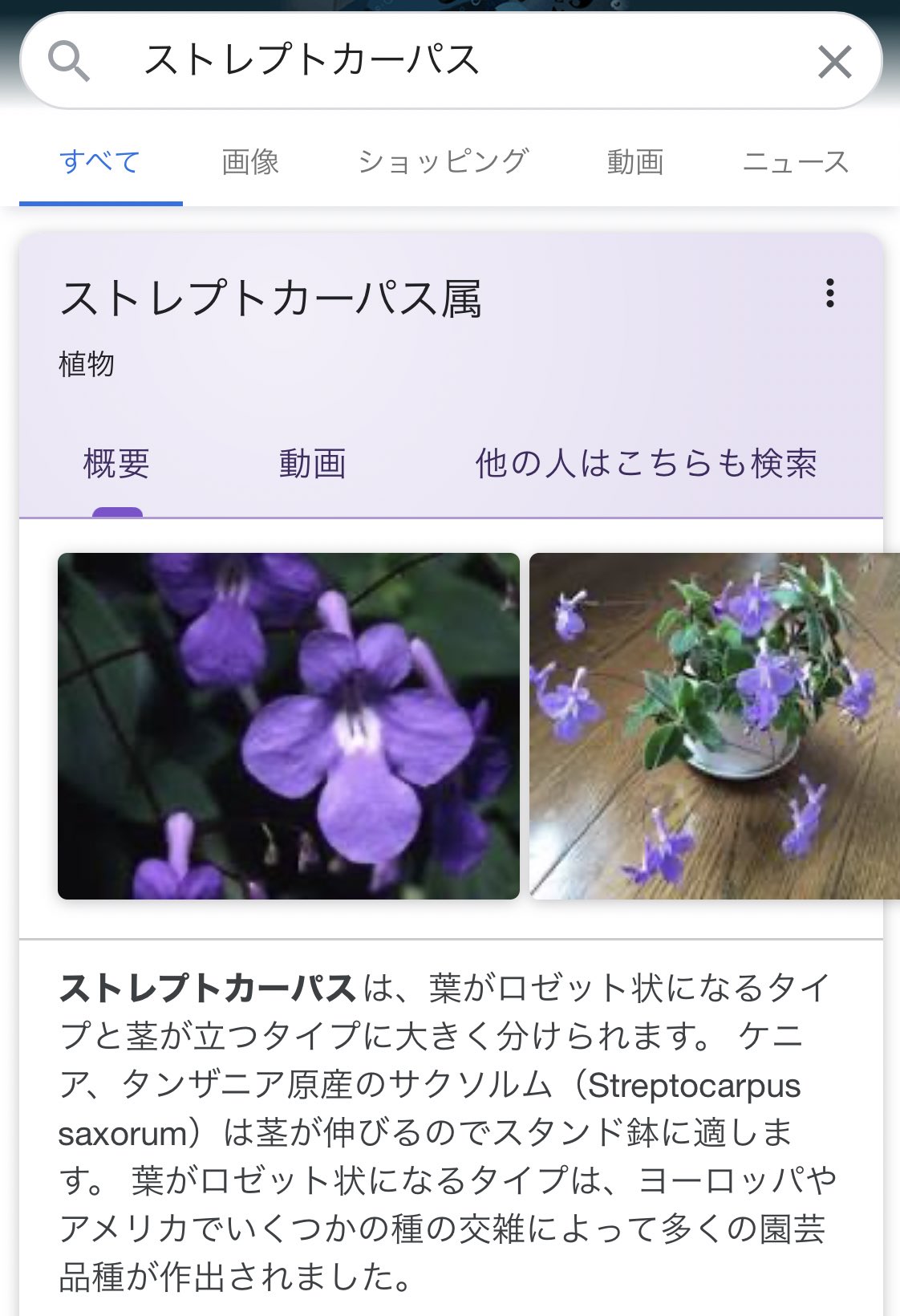 Twitter 上的 Karpus Karpus カーパス という名前は 植物のストレプトカーパスに由来しています この囁きに耳を傾けて という 花言葉を持つこの植物のように 私たちも 静かに でも確かに 自分自身や世界に対して耳を澄ましていきたいと思っています