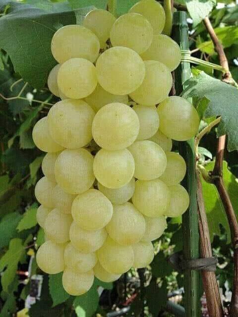 HelidayResnic's tweet photo. We call this ‘white wine’. 😁What's called it in your own Language? https://t.co/3fAkIpYyJc