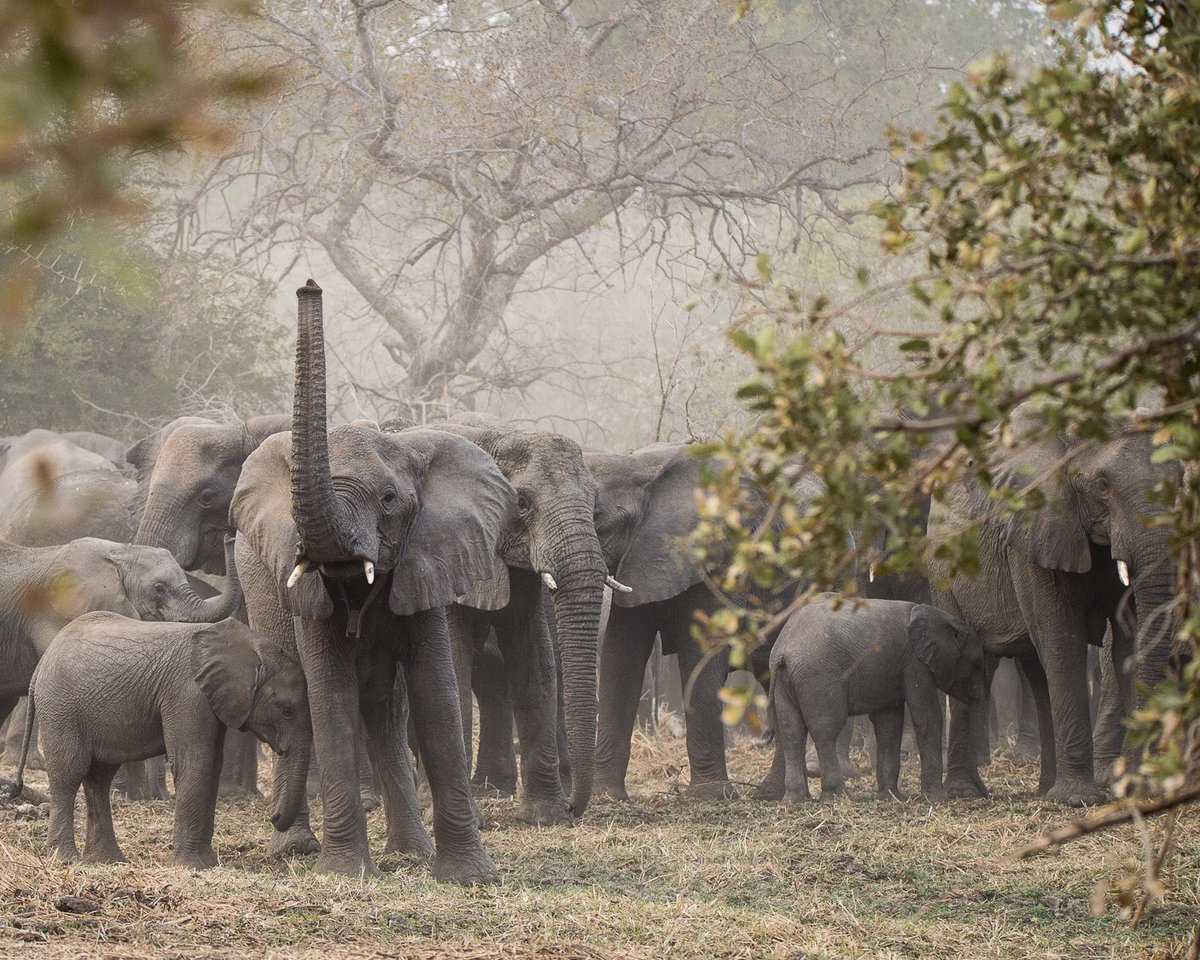 African Parks tweet media