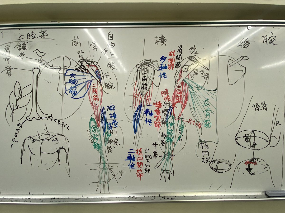 人体イラスト授業
「腕」 