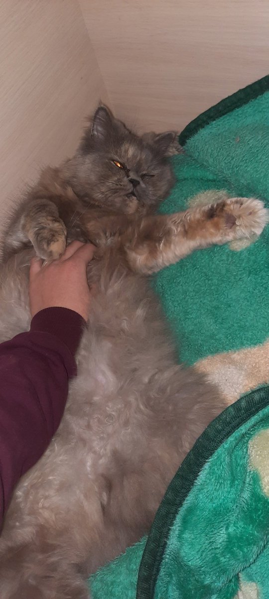 My cute babe💖💖💖
Her name is Dolores and she is 10 y.o🌻
Follow my art account on Instagram➡️
https://t.co/B9hykjU6Zv
#cat #pet #artist #art #love #drawing #digitalart #traditionalart https://t.co/tD56IqNsCY