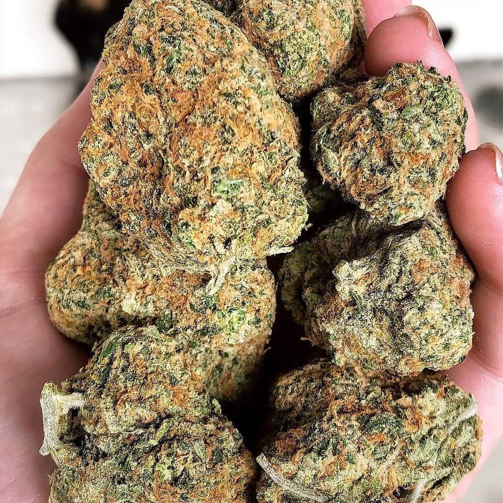 WilsonPlug's tweet image. Wickr : Wilsonfr12 
Snap: snapchat.com/add/wilson_bra…                         #marijuana #cannabis #weed #cannabiscommunity #thc #weedporn #cannabisculture #weedstagram #cbd #stoner #hightimes #maryjane #indica #kush #ganja #sativa #medicalmarijuana #highlife #smokeweedeveryday