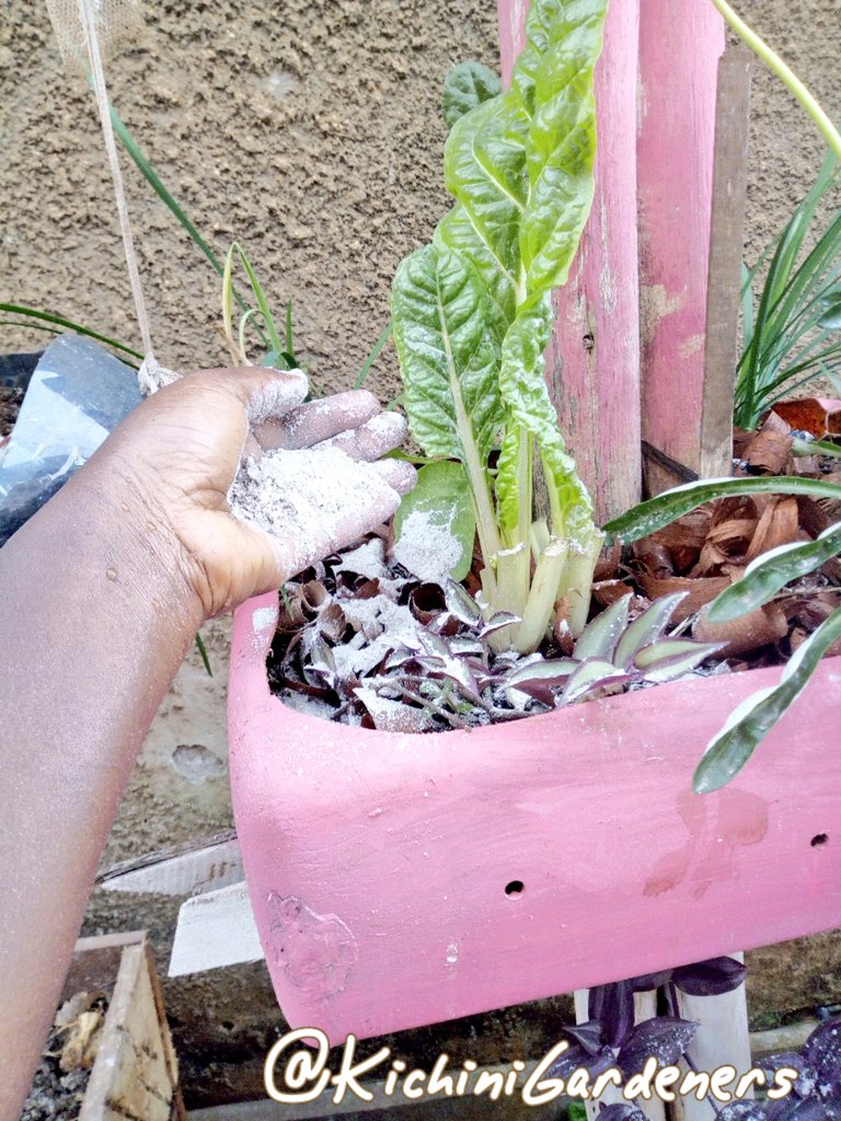 Kichini Gardeners Initiative tweet media