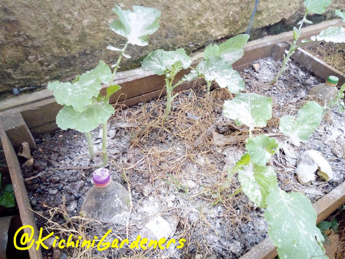 Kichini Gardeners Initiative tweet media