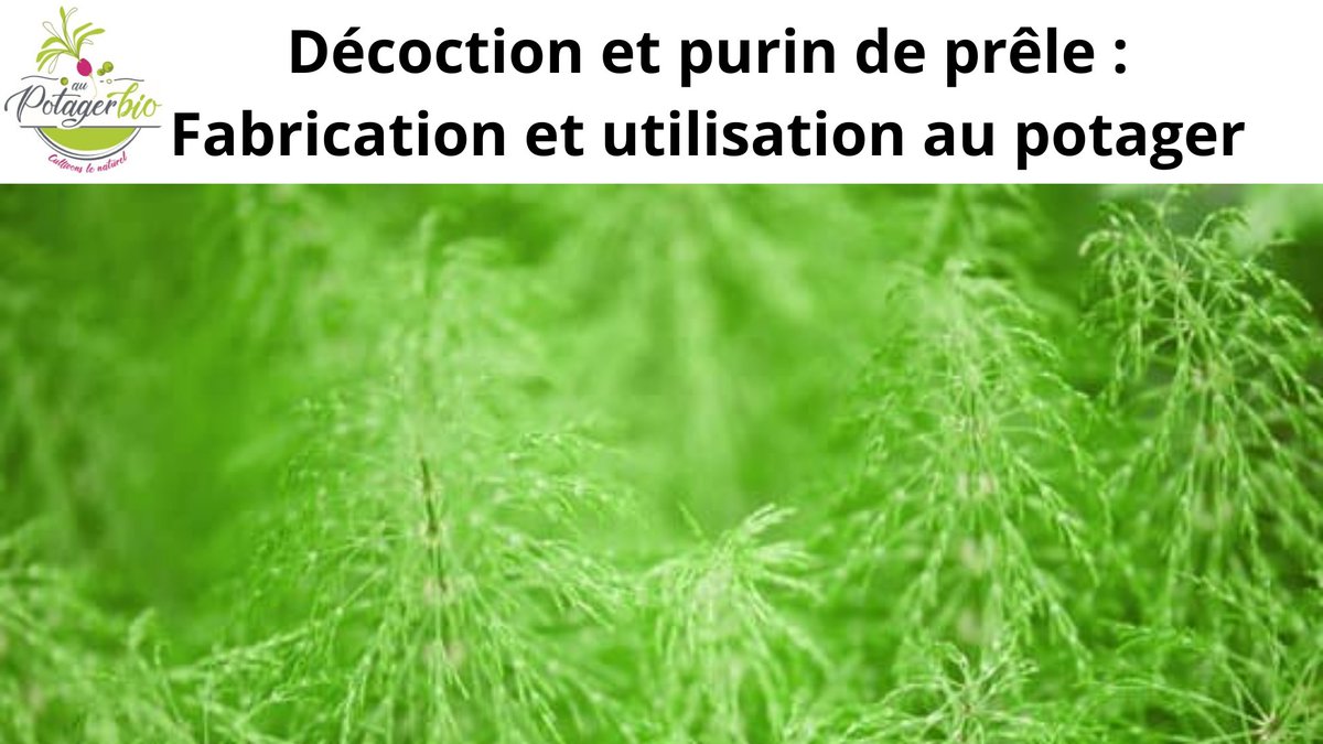 HirelYannick's tweet image. 🌿🌿🌿 Avez-vous de la #prêle dans votre #jardin ? Cette #plantevivace (très) résistante appartient à la famille des #Equisétacées. Saviez-vous qu'il est possible de l'utiliser en #décoction ou #purin ? Voici les différents effets de cette plante ;) 👉 au-potager-bio.com/preparer-utili…
