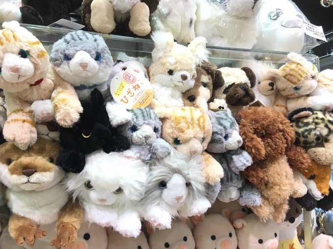 白牡丹 イオンモール新利府北館店さん がハッシュタグ ぬいぐるみ をつけたツイート一覧 1 Whotwi グラフィカルtwitter分析