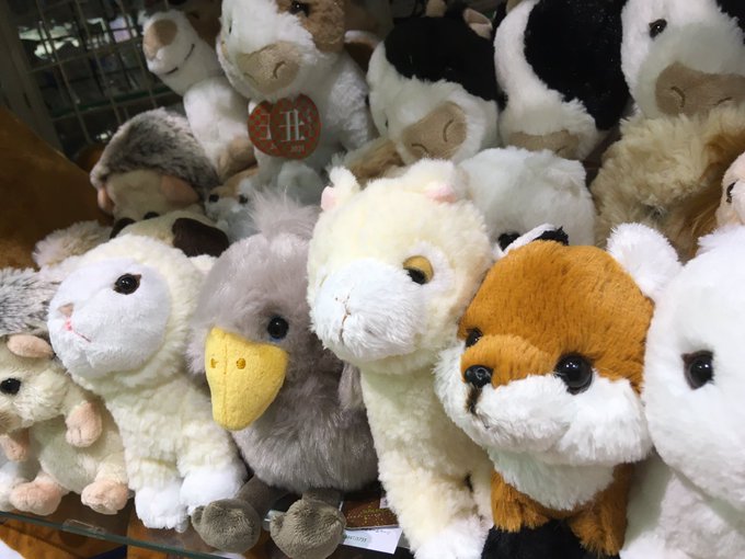 白牡丹 イオンモール新利府北館店さん がハッシュタグ ぬいぐるみ をつけたツイート一覧 1 Whotwi グラフィカルtwitter分析